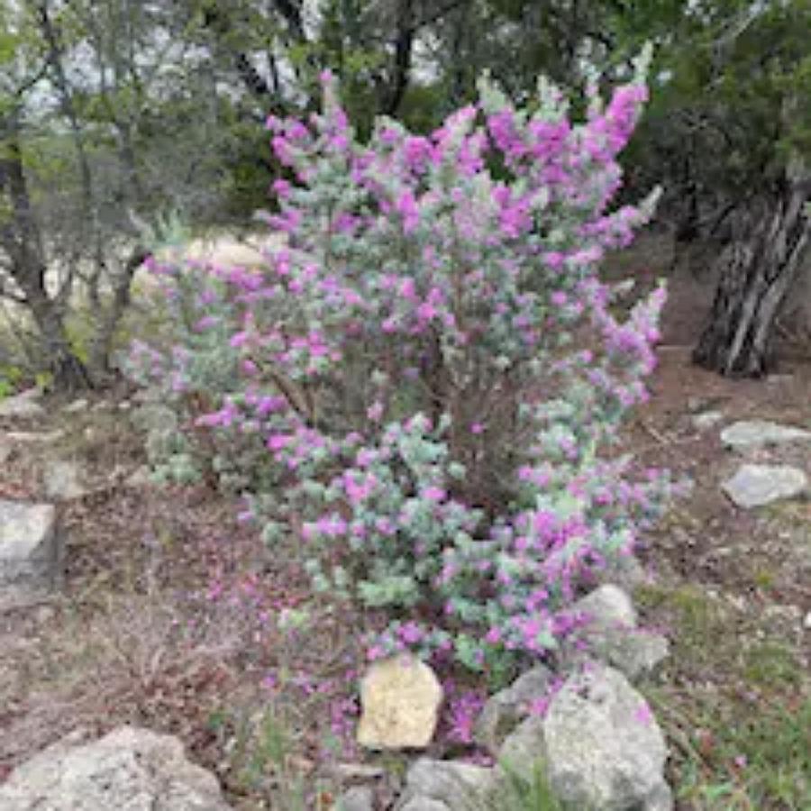 Entire 2Br 2Ba Hilltop View Home Sleeps 7 Pets 4 Acres Jacuzzi Central Ac Kingbeds Free Wifi-Parking Kitchen Washerdryer Starry Terrace Two Sunset Dining Patios Grill Stovetop Oven Fridge Onsitewoodedhiking Wildlife Coveredpatio4Pets & Birds Singing! Марбл-Фоллс Екстер'єр фото